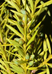 Image: P.B. Heenan © Landcare Research 2014 